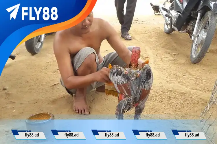 Chế độ ăn uống cho gà con Chế độ ăn uống cho gà con trong chăm sóc gà chọi