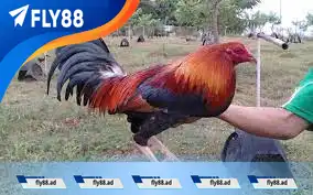 Hướng dẫn cách đổ gà lai Mỹ Hướng dẫn cách đổ gà lai Mỹ